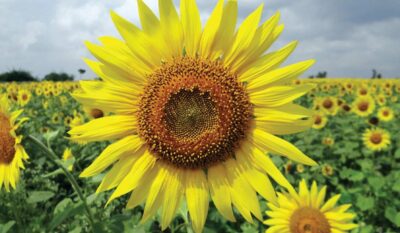 Hayfever Allergy Blood Test