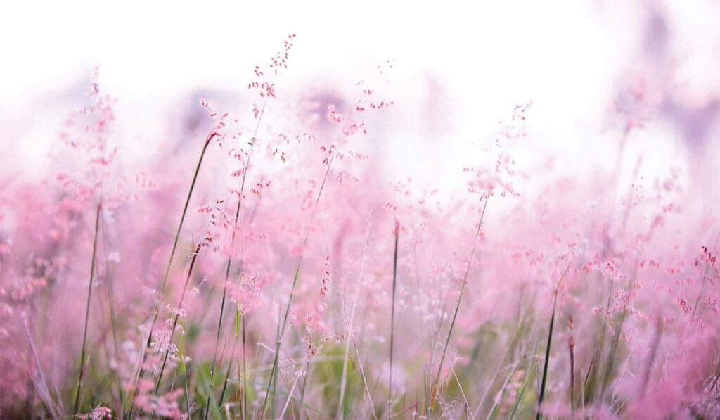 Hayfever Treatment Leicester