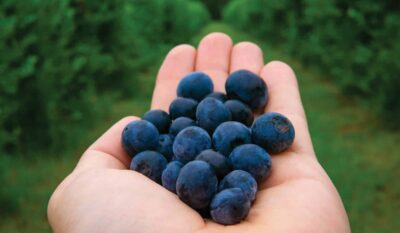 Nutritional Therapy in Cancer Care