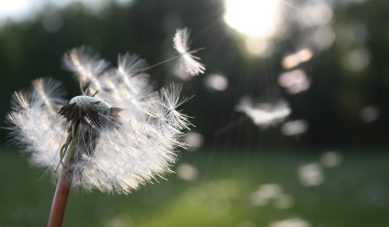 Hayfever Treatment in Leicester