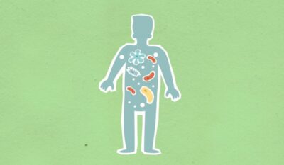 The Gut–Brain Connection: How Your Microbiome Affects Mental Health