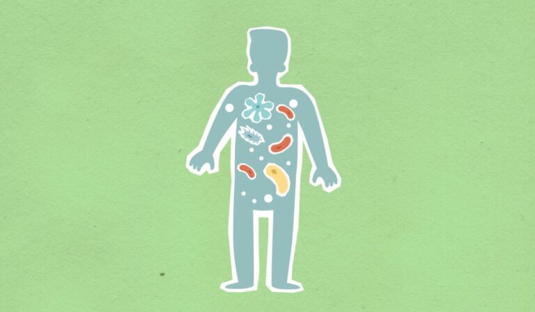 The Gut–Brain Connection