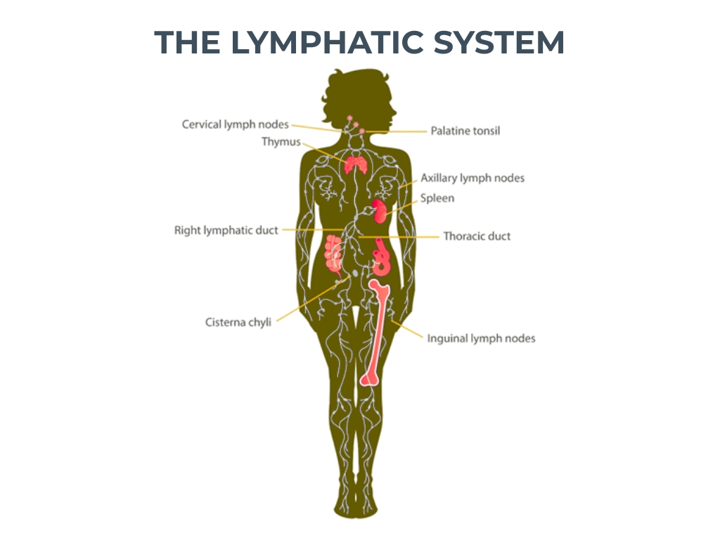The Lymphatic system